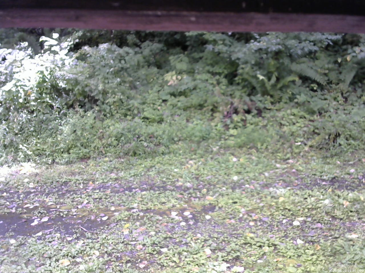 長野県菅平高原 ゆたか山荘 東側(坂下) 2026/08/28 11:30
