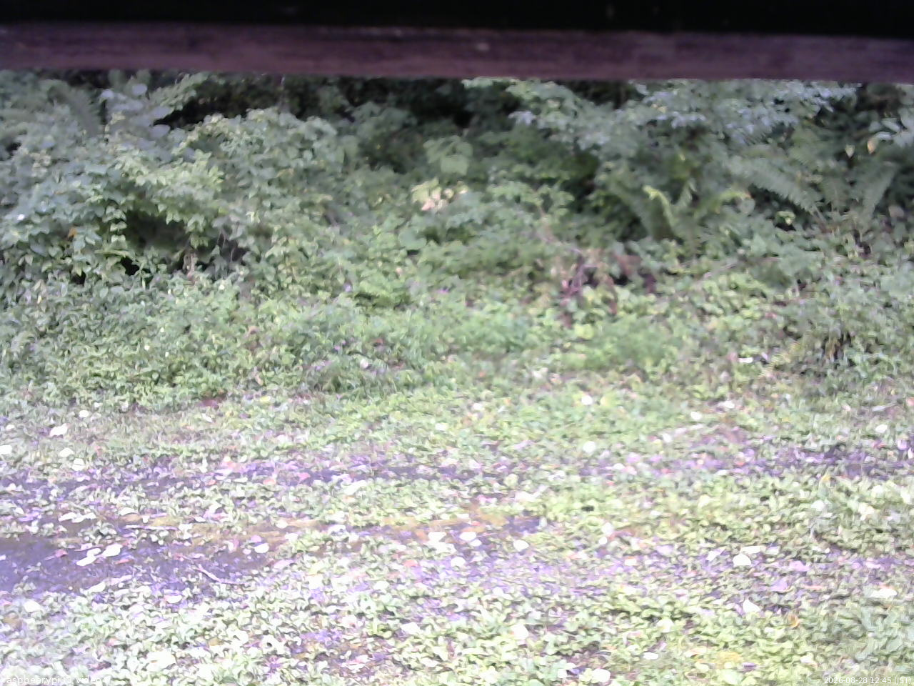 長野県菅平高原 ゆたか山荘 東側(坂下) 2026/08/28 12:45