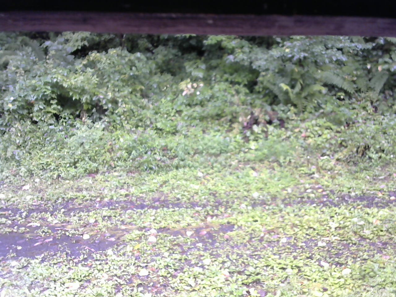 長野県菅平高原 ゆたか山荘 東側(坂下) 2026/08/29 12:45