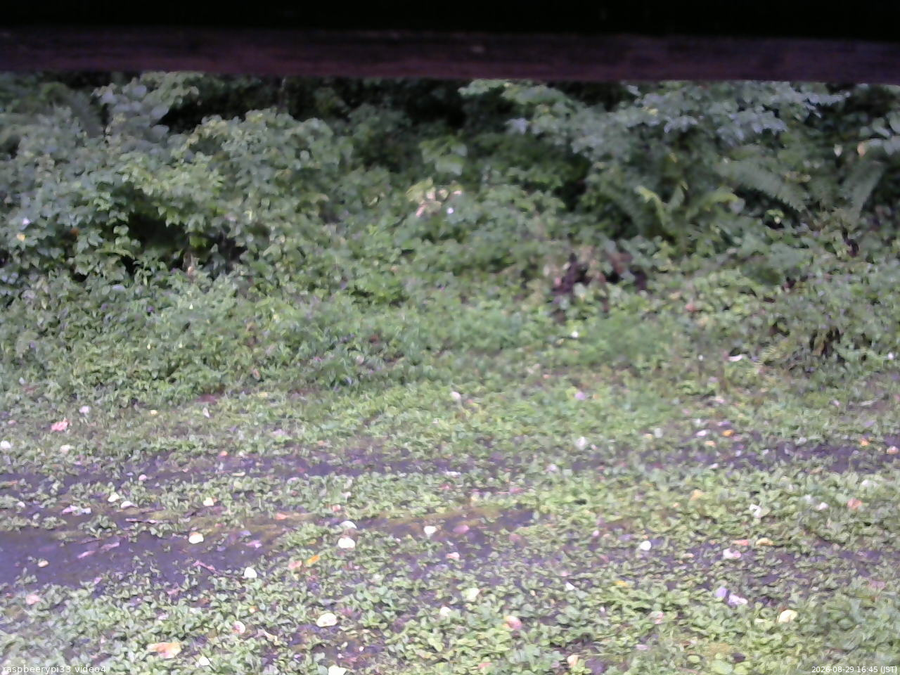 長野県菅平高原 ゆたか山荘 東側(坂下) 2026/08/29 16:45