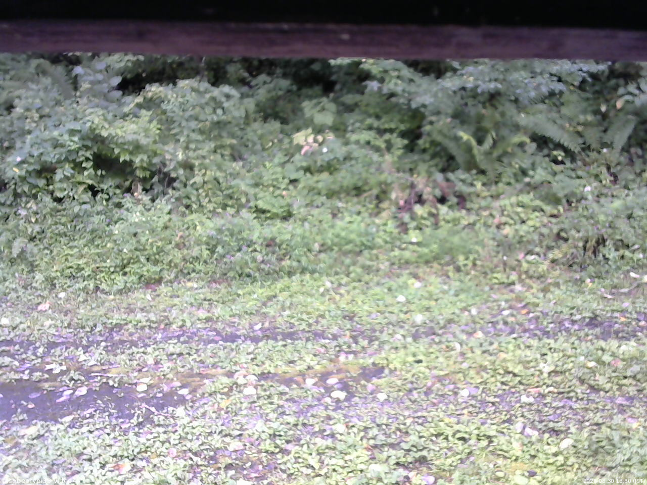 長野県菅平高原 ゆたか山荘 東側(坂下) 2026/08/30 13:30