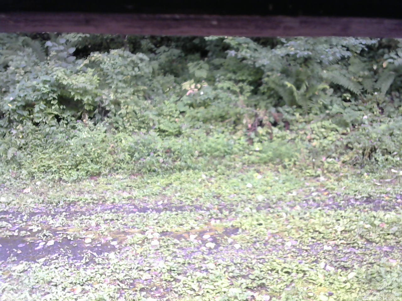 長野県菅平高原 ゆたか山荘 東側(坂下) 2026/08/30 14:00