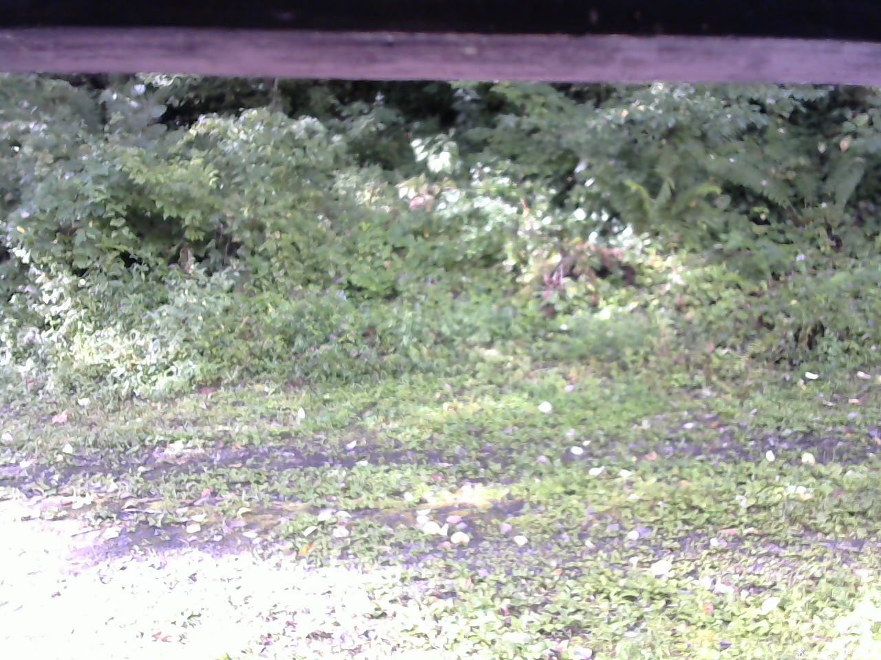 長野県菅平高原 ゆたか山荘 東側(坂下) 2026/08/31 07:30