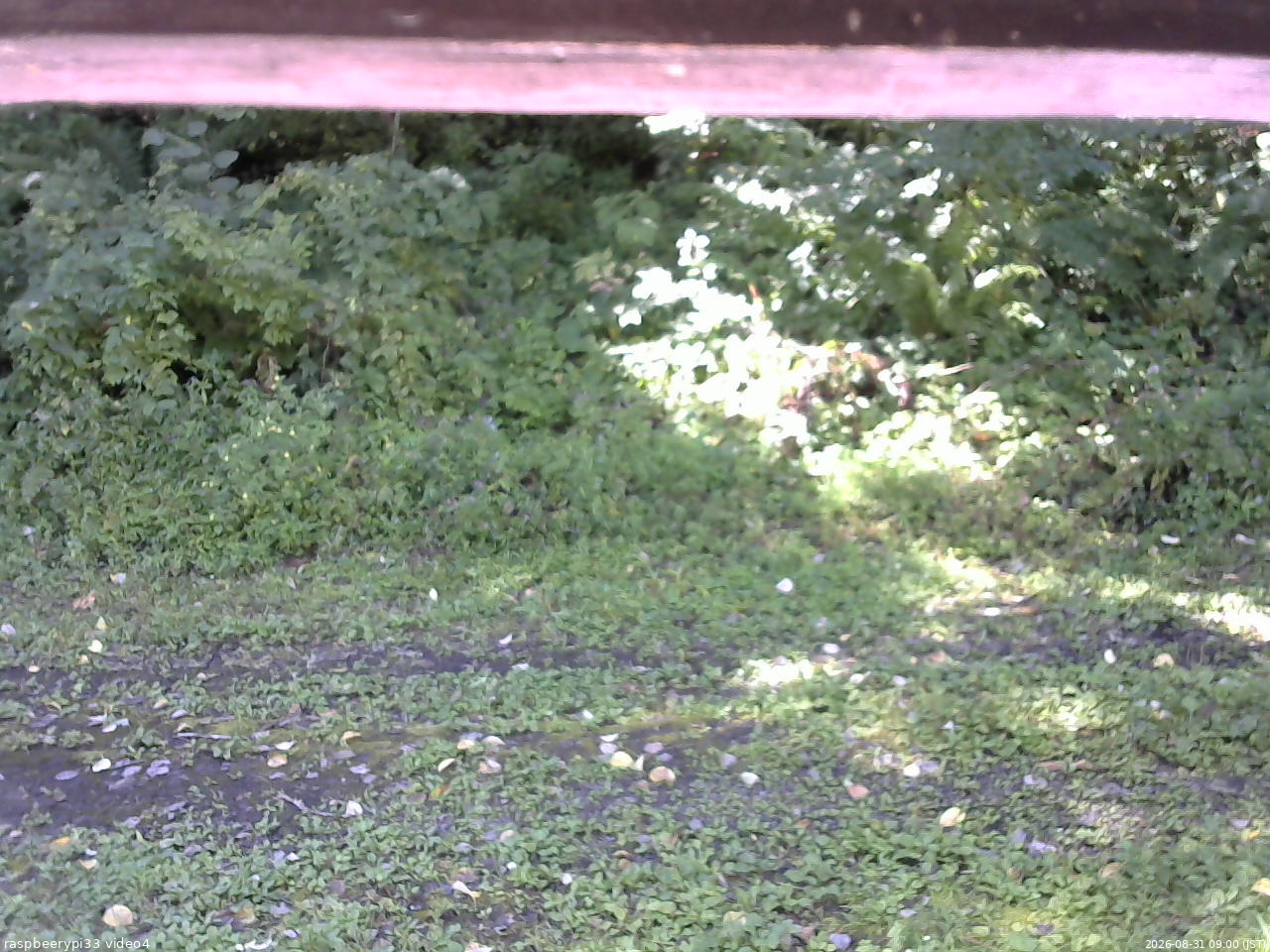長野県菅平高原 ゆたか山荘 東側(坂下) 2026/08/31 09:00