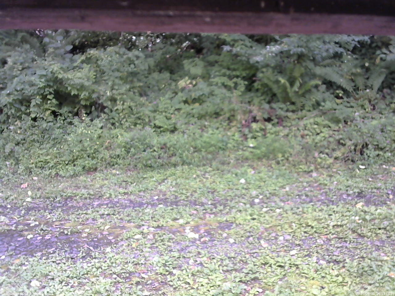 長野県菅平高原 ゆたか山荘 東側(坂下) 2026/08/31 14:15