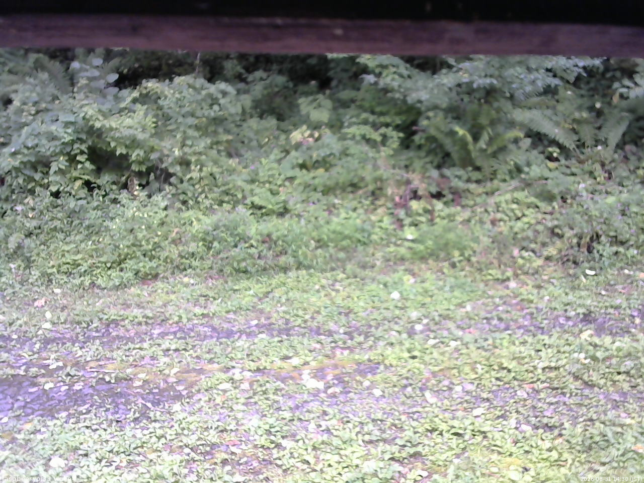長野県菅平高原 ゆたか山荘 東側(坂下) 2026/08/31 14:30