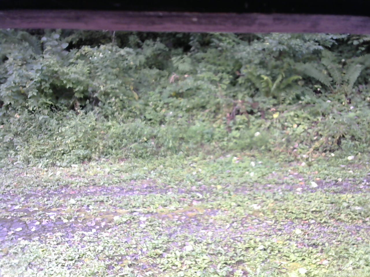 長野県菅平高原 ゆたか山荘 東側(坂下) 2026/09/06 07:30