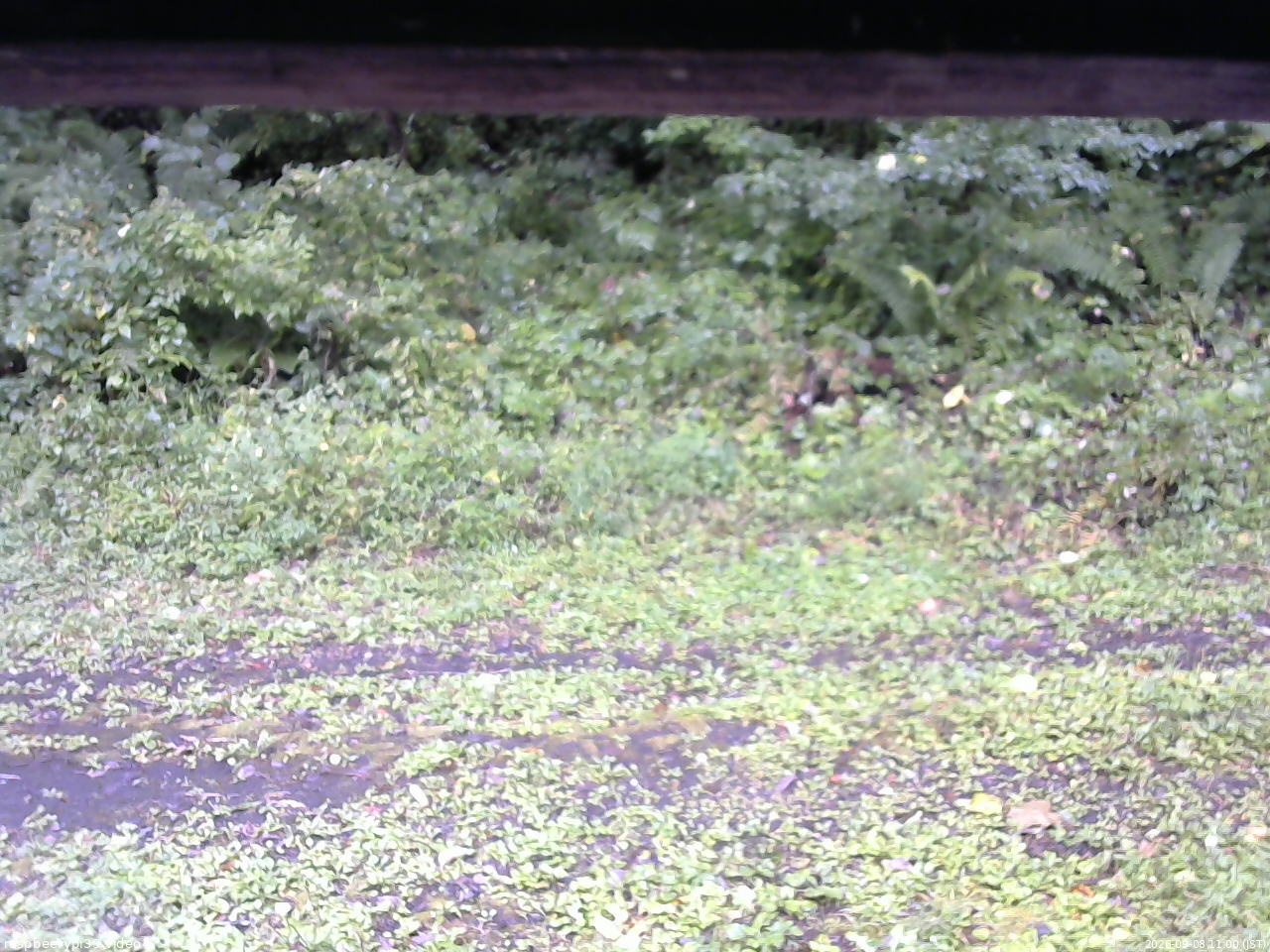 長野県菅平高原 ゆたか山荘 東側(坂下) 2026/09/08 11:00