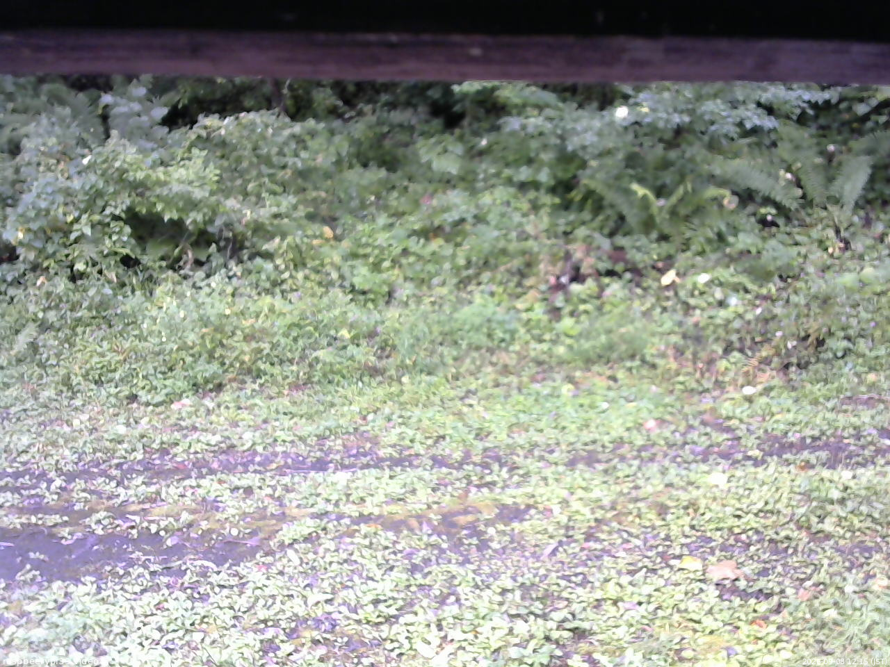 長野県菅平高原 ゆたか山荘 東側(坂下) 2026/09/08 12:15