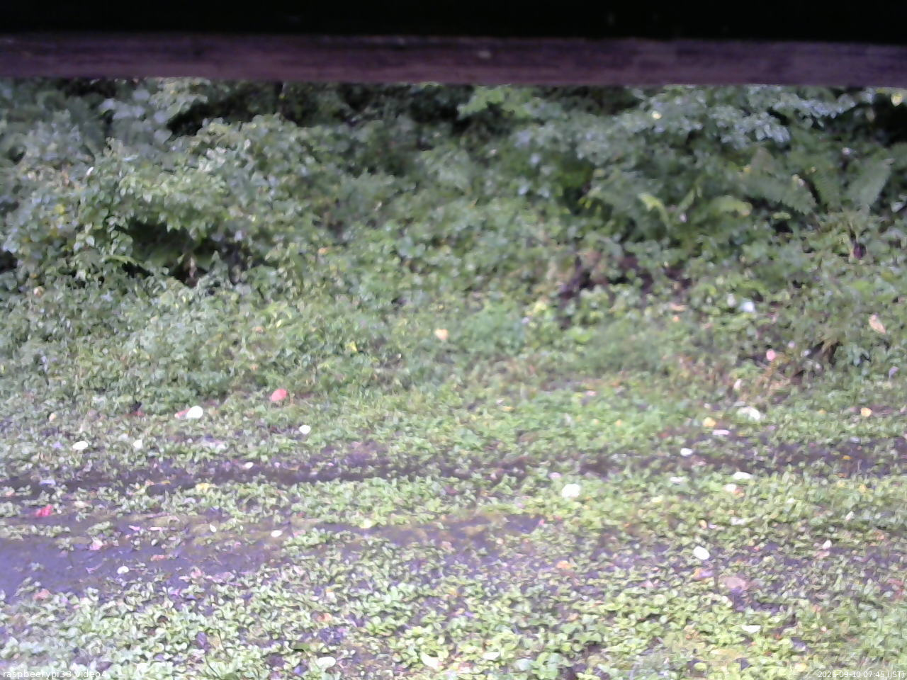 長野県菅平高原 ゆたか山荘 東側(坂下) 2026/09/10 07:45