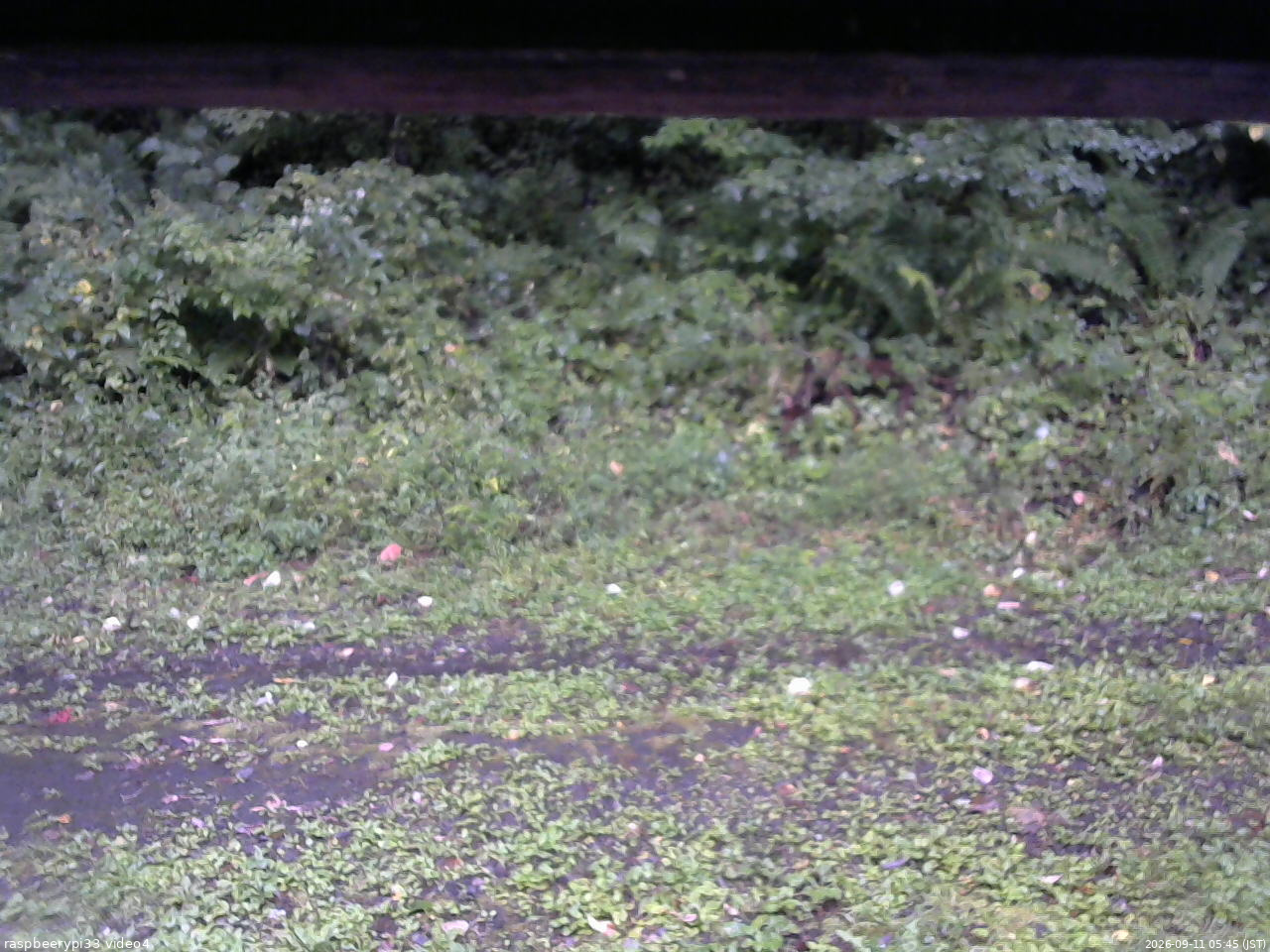 長野県菅平高原 ゆたか山荘 東側(坂下) 2026/09/11 05:45