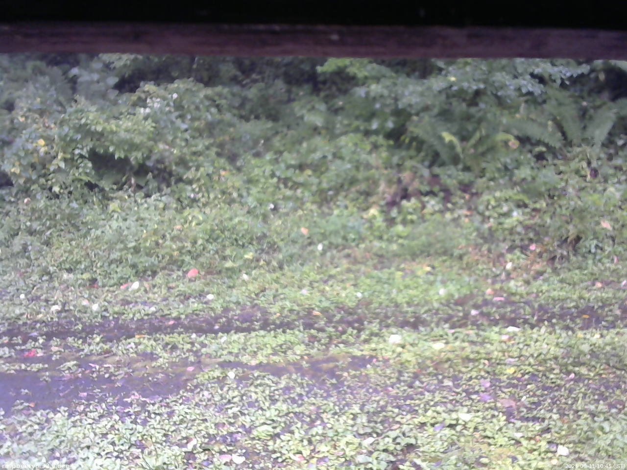 長野県菅平高原 ゆたか山荘 東側(坂下) 2026/09/11 10:45
