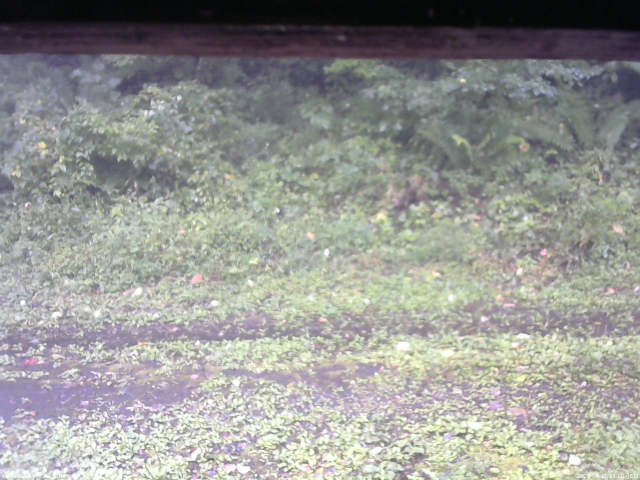長野県菅平高原 ゆたか山荘 東側(坂下) 2026/09/11 11:00