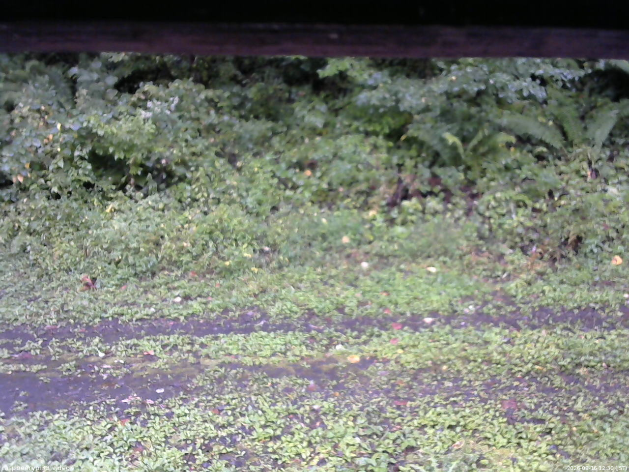 長野県菅平高原 ゆたか山荘 東側(坂下) 2026/09/16 12:30