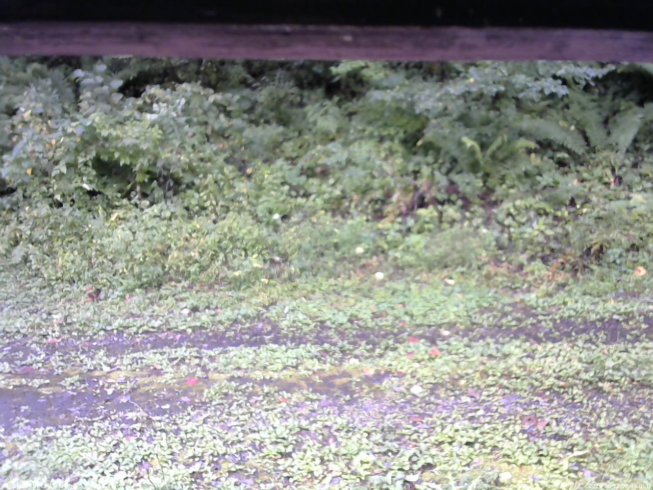 長野県菅平高原 ゆたか山荘 東側(坂下) 2026/09/17 08:45