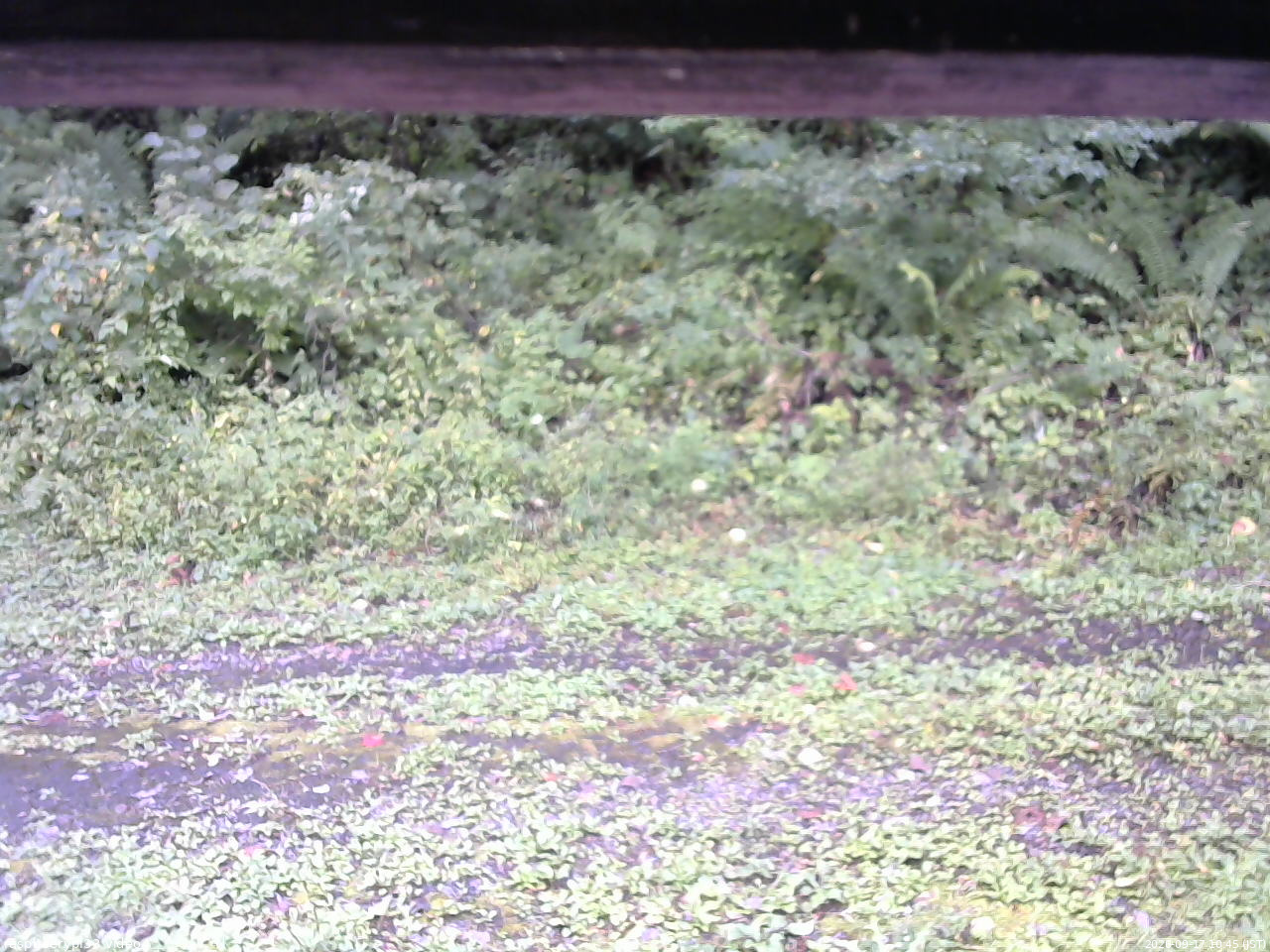 長野県菅平高原 ゆたか山荘 東側(坂下) 2026/09/17 10:45