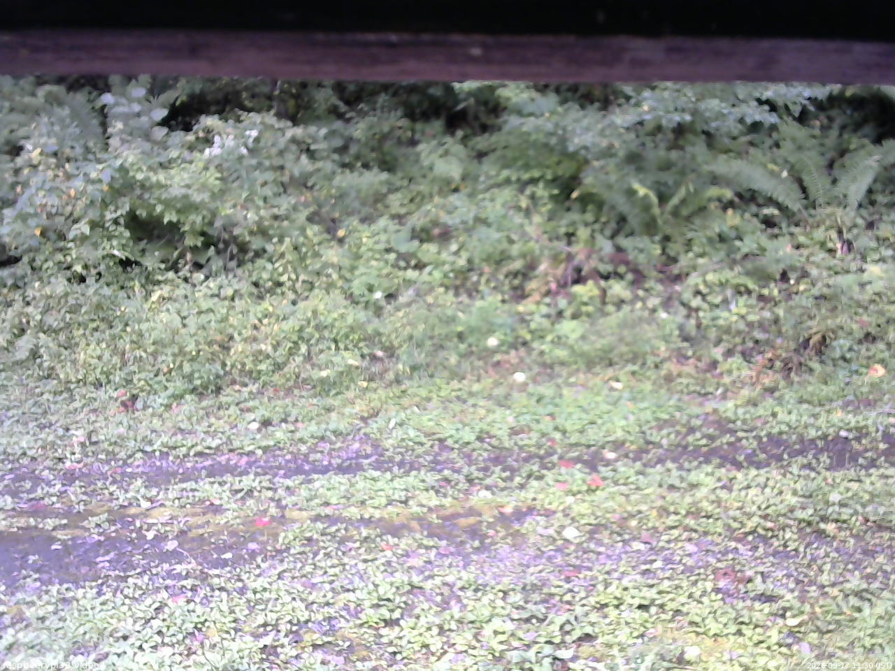 長野県菅平高原 ゆたか山荘 東側(坂下) 2026/09/17 11:30