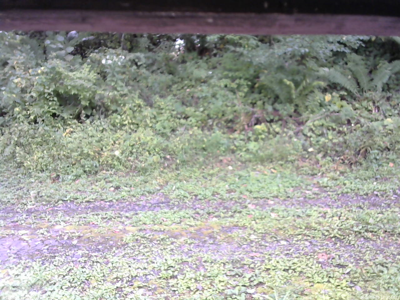 長野県菅平高原 ゆたか山荘 東側(坂下) 2026/09/19 11:30