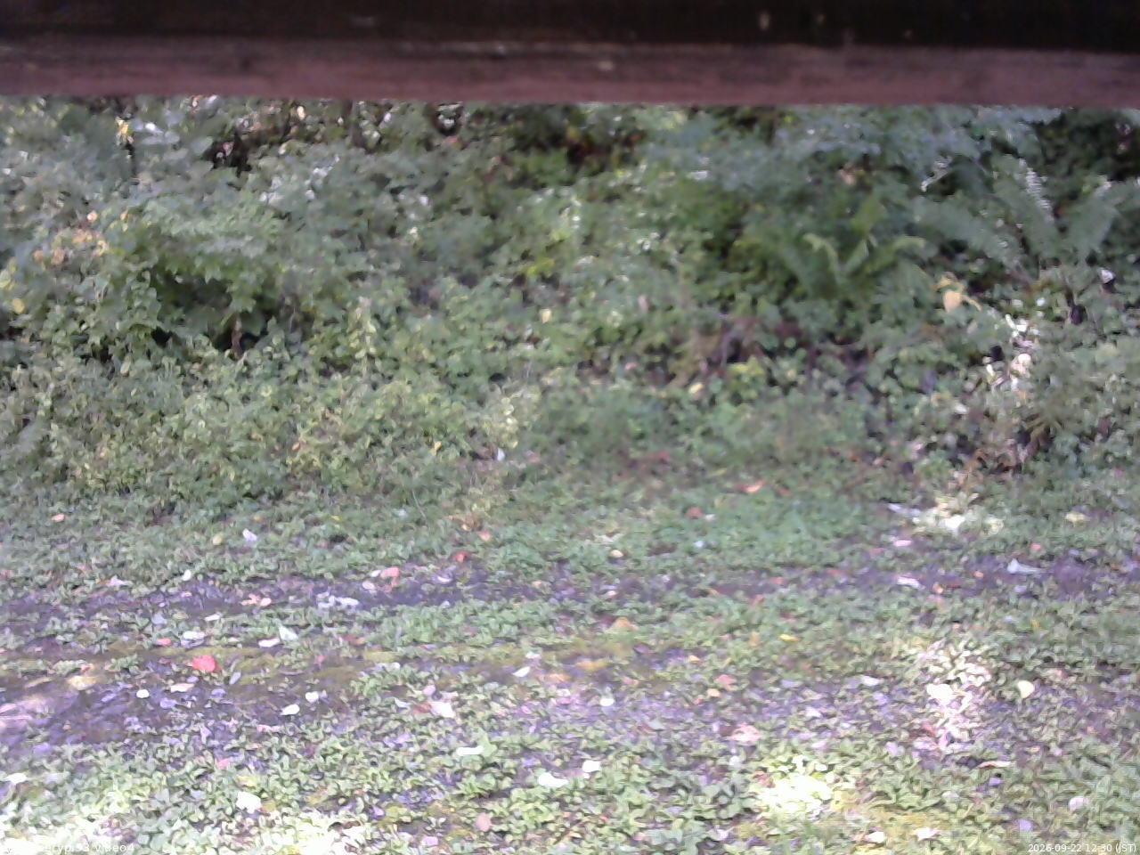 長野県菅平高原 ゆたか山荘 東側(坂下) 2026/09/22 12:30