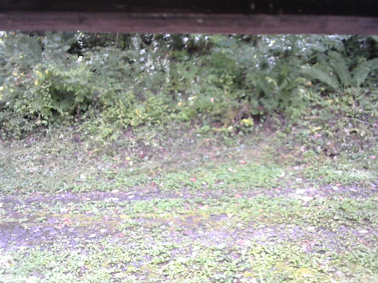 長野県菅平高原 ゆたか山荘 東側(坂下) 2026/09/24 11:30
